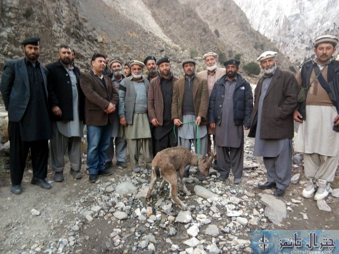 markhor in gahirate conservancy chitral