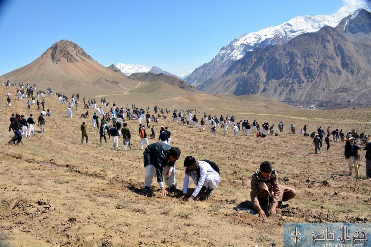 Chitral students and public are participating in a plantation campaign raised by District Administration and Forest department in Qaqlasht Mastuj pic by Saif ur Rehman Aziz2
