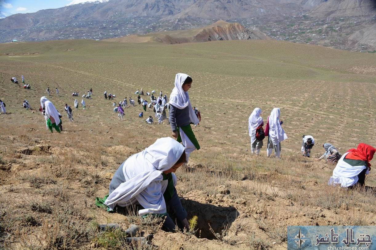 Chitral students are participating in a plantation campaign raised by District Administration and Forest department in Qaqlasht Mastuj pic by Saif ur Rehman Aziz