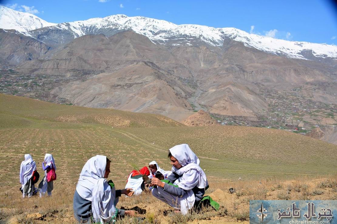 Chitral students are participating in a plantation campaign raised by District Administration and Forest department in Qaqlasht Mastuj pic by Saif ur Rehman Aziz2