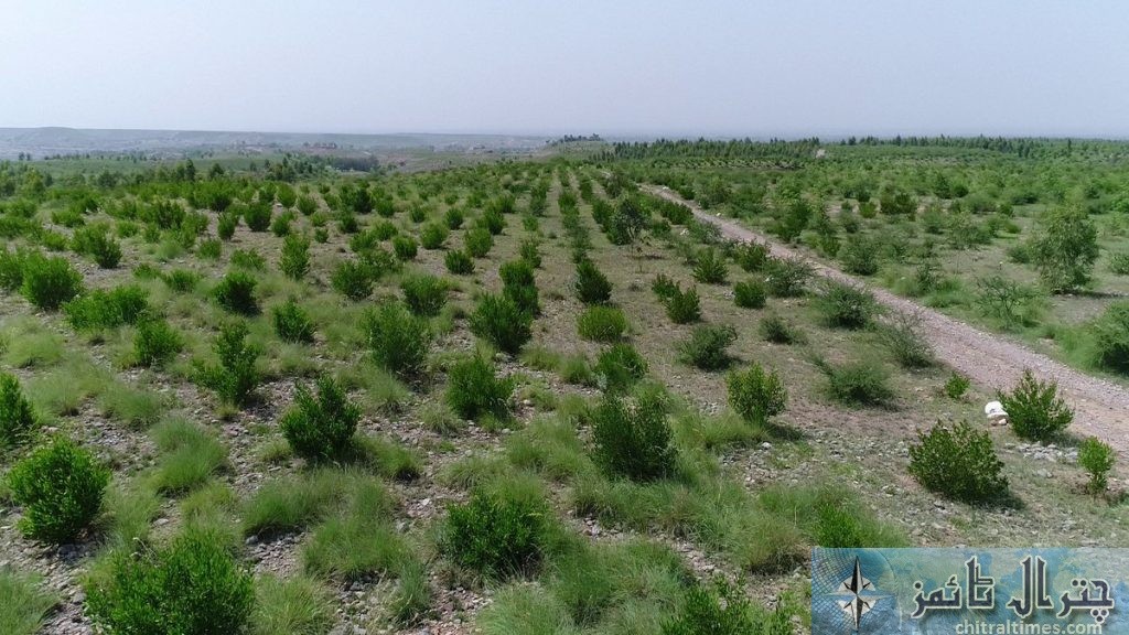 گزشتہ چار برس کے دوران صوبے میں جنگلات پر مبنی رقبے میں6.3فیصد اضافہ ہوا ہے۔۔رپورٹ