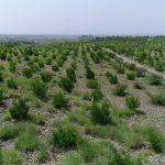 billion tree tsunami