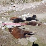 cheeta hamla torkhow chitral