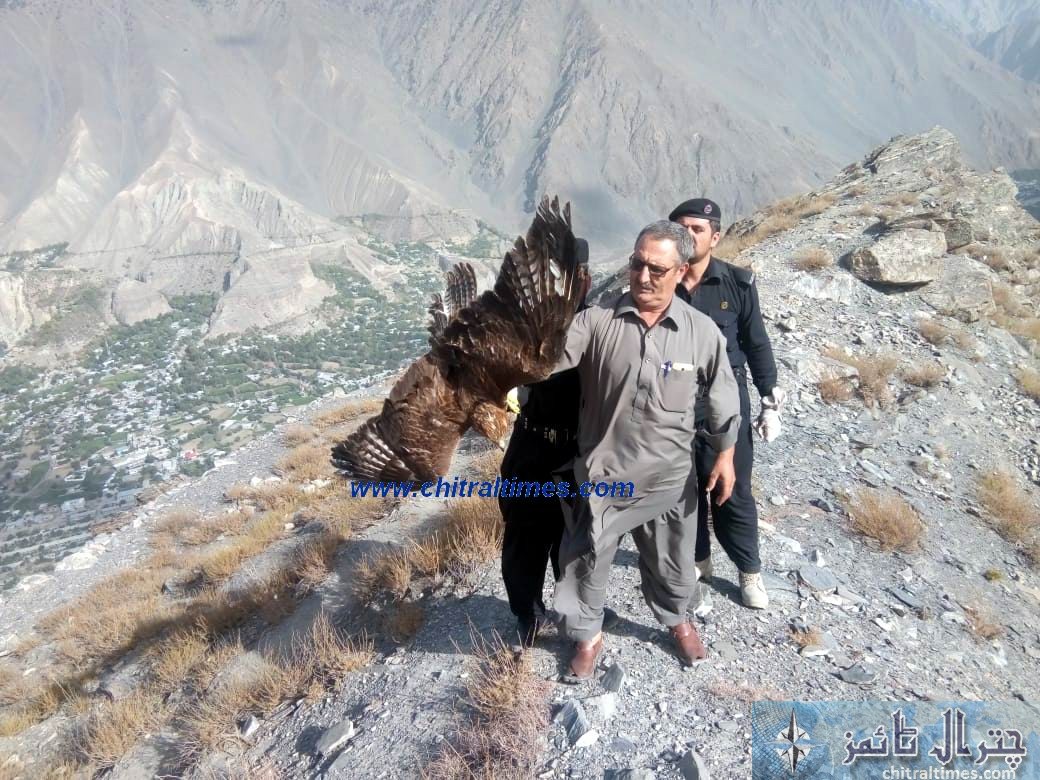 eagle freed by wildlife chitral