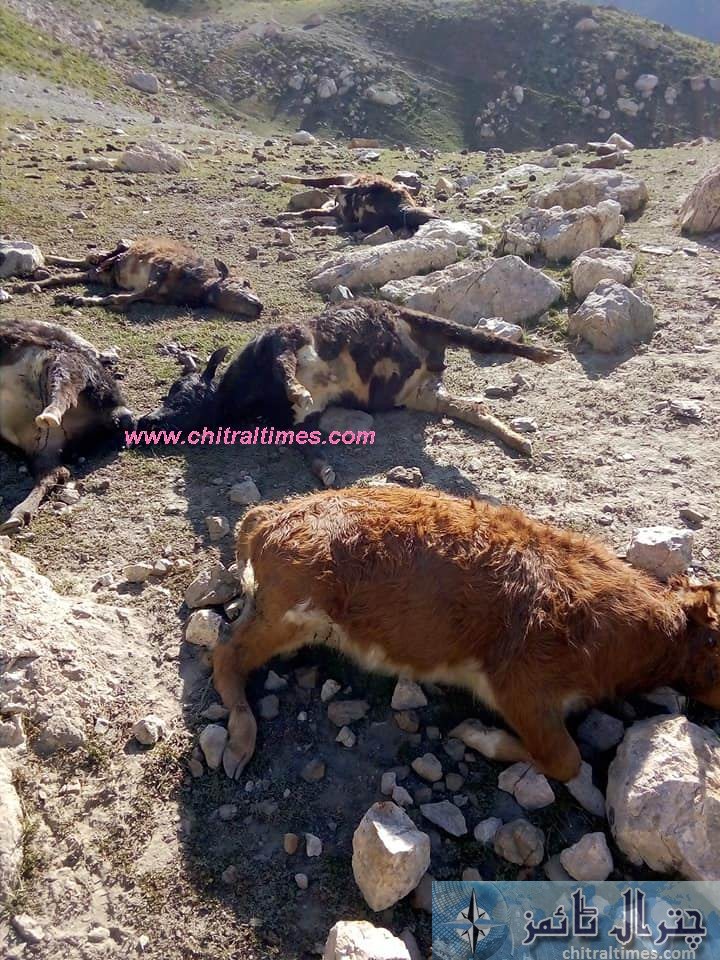 snow leopared killed animals in chitral