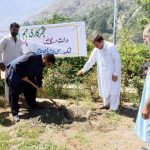 c and w chitral plantation 1