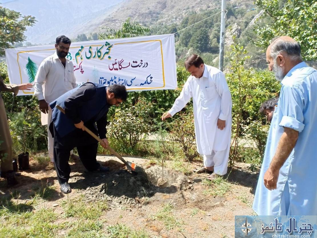 c and w chitral plantation 1