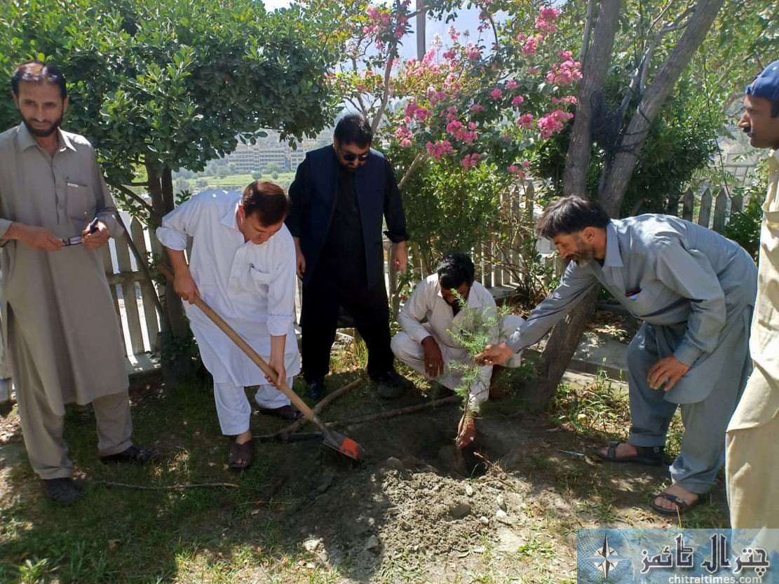 c and w chitral plantation 2