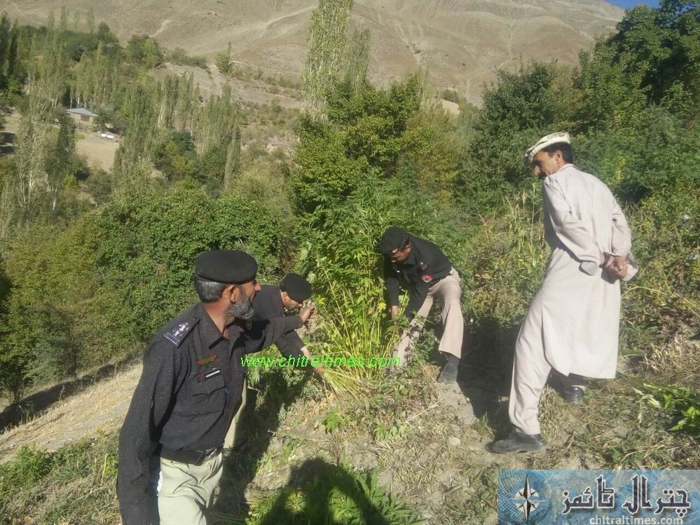 chitral police recovered hashish crop 2
