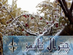 Chitral snow fall on fruits 4