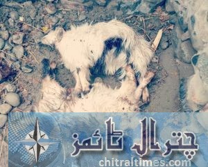 Leoprard killed goats at mastuj chitral