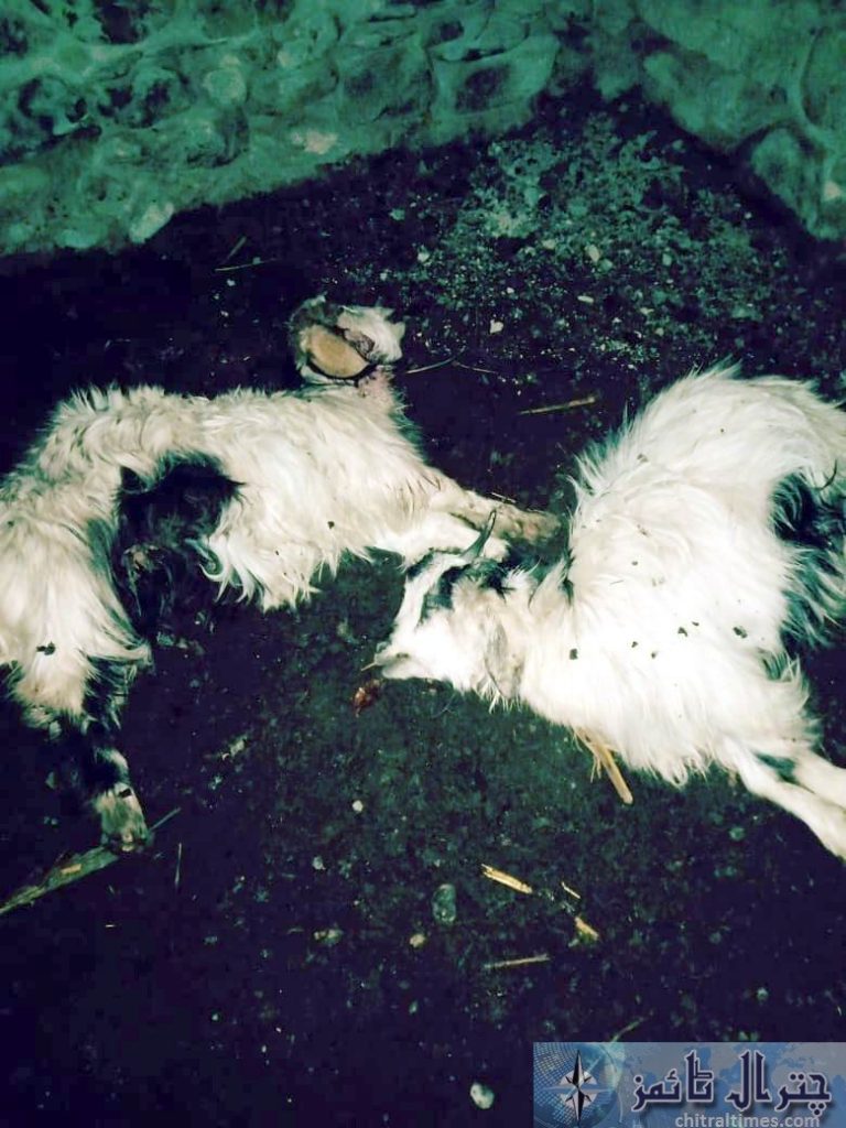 Leoprard killed goats at mastuj chitral2