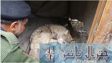 wounded wolf given first aid in chitral wildlife dept 6