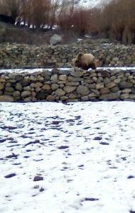 wild bear reached residential area of chitral 1