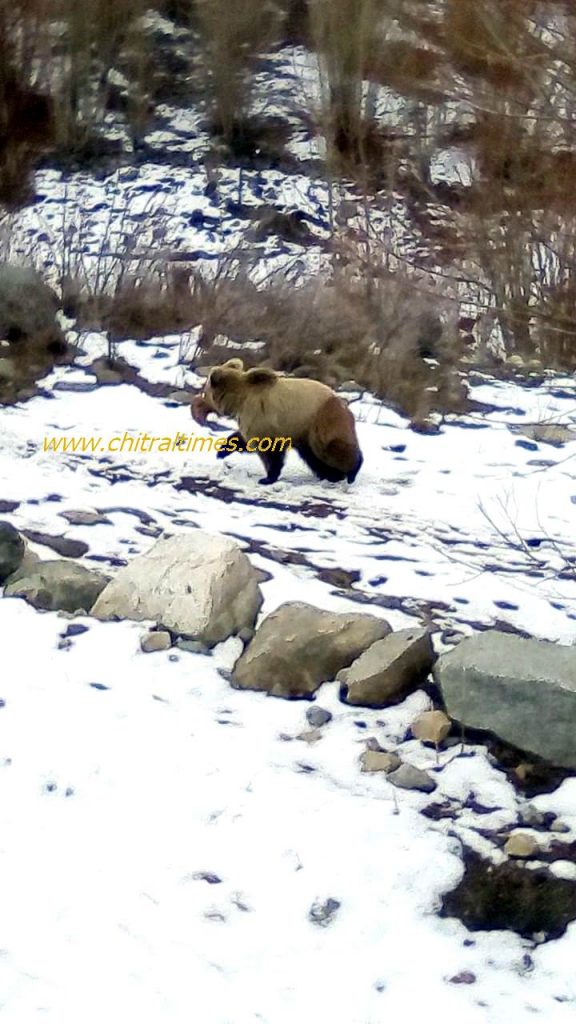 wild bear reached residential area of chitral 2