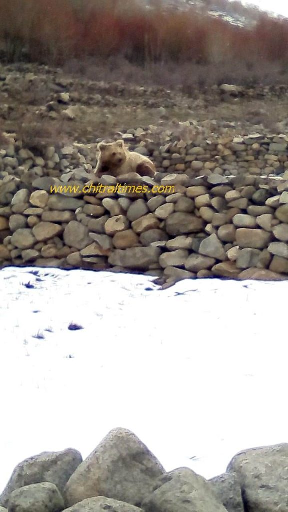 wild bear reached residential area of chitral 4