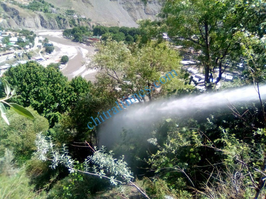 Chitral Times - The voice of Chitral | ریسکیو1122کی کاروائی چترال شہر میں جھاڑیوں میں لگی آگ پر قابو پالیاگیا،جراثم کش اسپرے کا سلسلہ بھی جاری rescue 1122 chitral firefiters 1 1