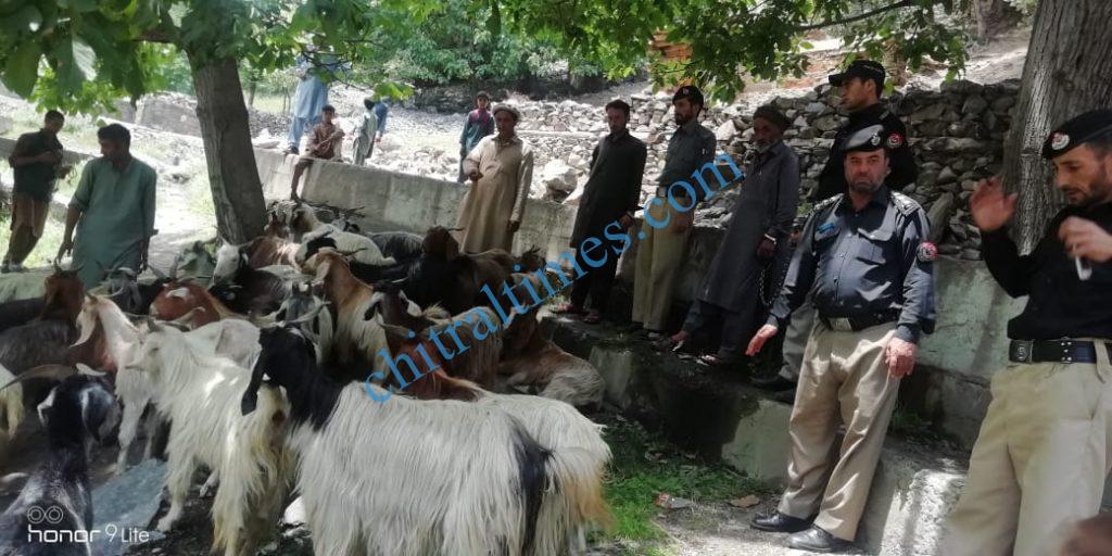 chitral police recovered goats from thiefs 1