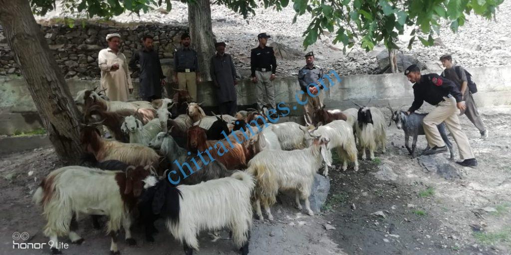 chitral police recovered goats from thiefs1 scaled