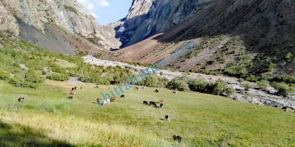 Chitral Times - The voice of Chitral | گرورگول (یارخون) سیاحوں کےلئے ایک پرکشش وادی۔۔۔۔۔حاجی یارخان Goror gol yarkhoon tourist spot mastuj chitral 2