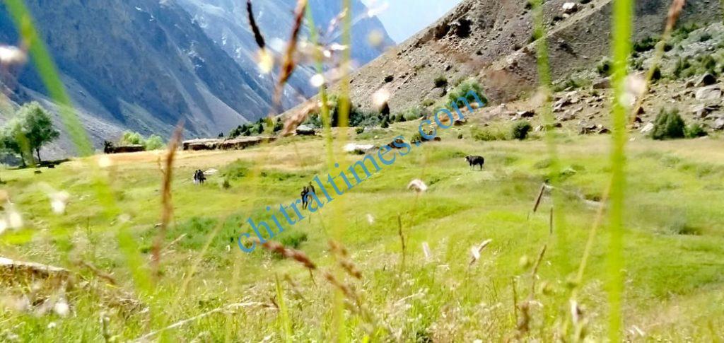 Chitral Times - The voice of Chitral | گرورگول (یارخون) سیاحوں کےلئے ایک پرکشش وادی۔۔۔۔۔حاجی یارخان Goror gol yarkhoon tourist spot mastuj chitral 7