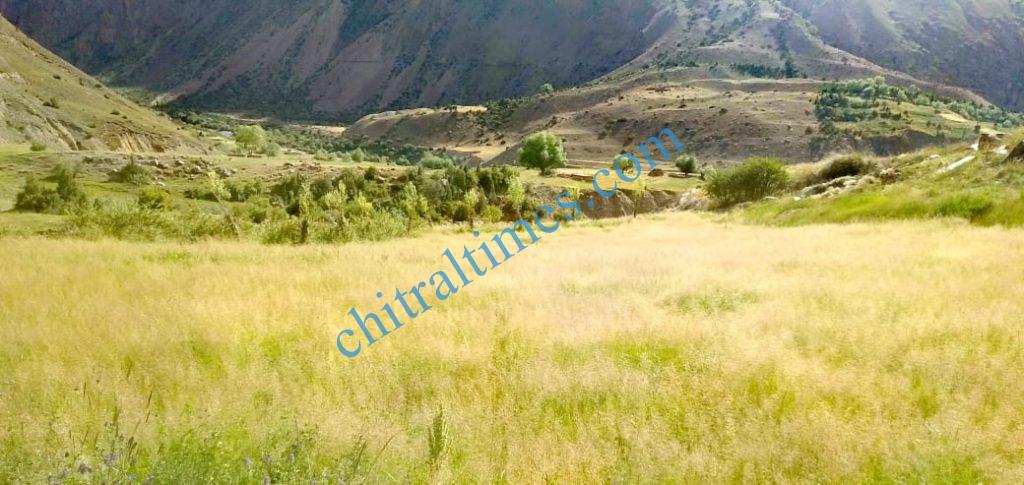 Chitral Times - The voice of Chitral | گرورگول (یارخون) سیاحوں کےلئے ایک پرکشش وادی۔۔۔۔۔حاجی یارخان Goror gol yarkhoon tourist spot mastuj chitral 8