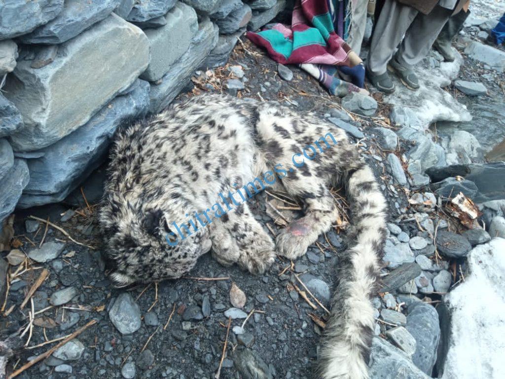 snow leopard rescued chitral arkari 1 scaled