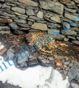 snow leopard rescued chitral arkari 2