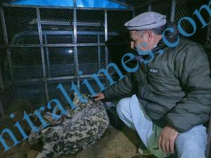 snow leopard rescued chitral arkari 4