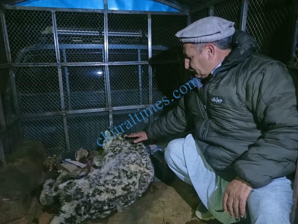 snow leopard rescued chitral arkari 4