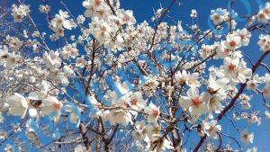 apricot blossom chitral
