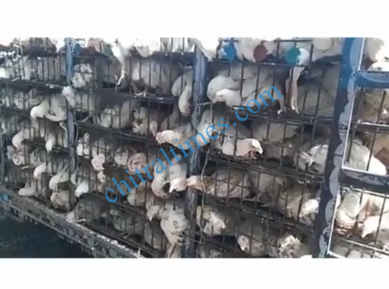 chicken datsan poultry dealer2