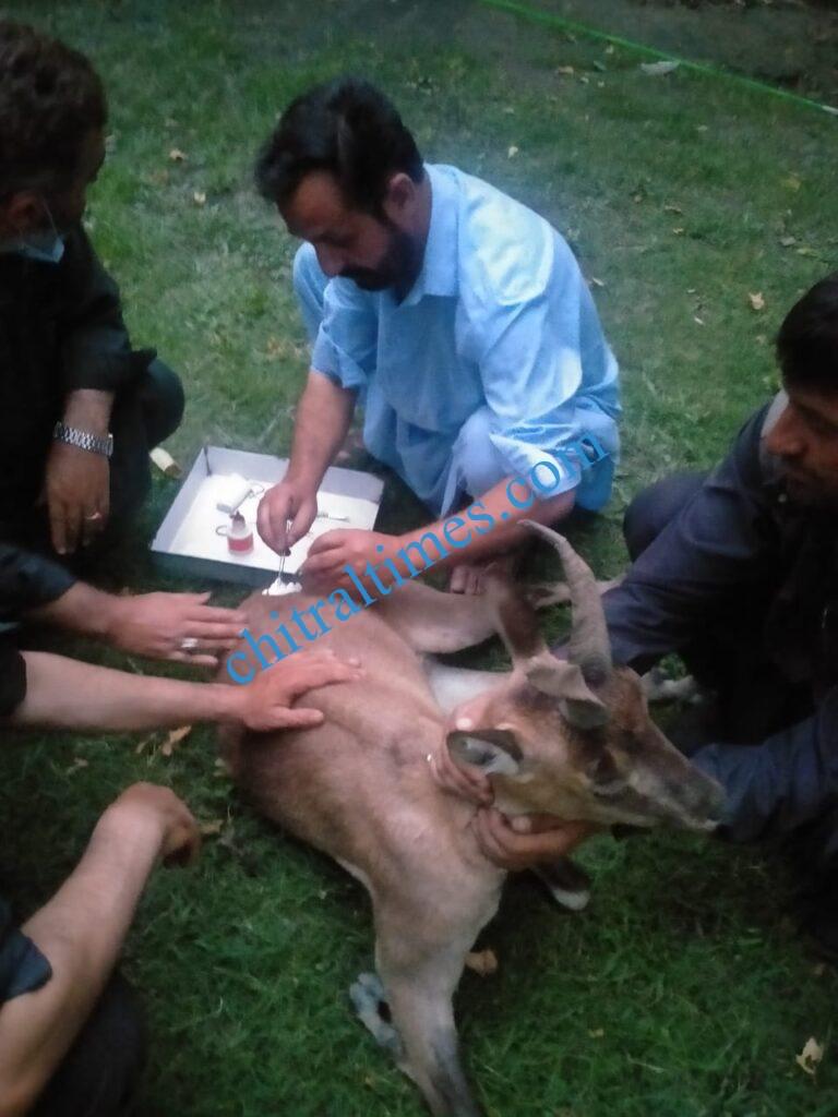 chitraltimes kashmir markhor conservancy wounded1