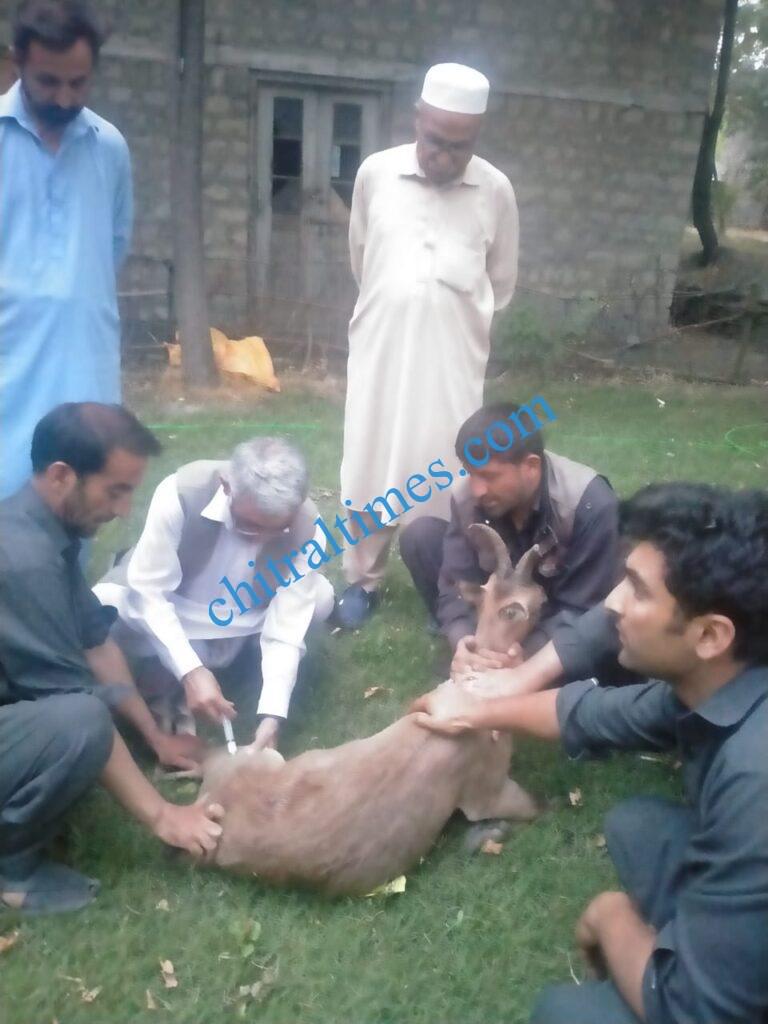 chitraltimes kashmir markhor conservancy wounded11