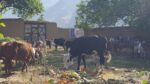 chitraltimes Qurbani chitral ahyau husna3