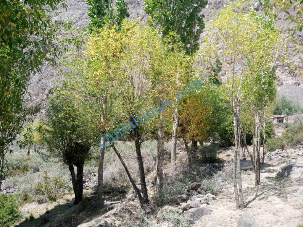 Chitral Times - The voice of Chitral | گوچ گال رامن لاسپور میں خشک سالی کی وجہ سے کھڑی فصلیں تباہ،باغات بھی سوکھنے کا اندیشہ chitraltimes gochgal raman laspur water shortage2