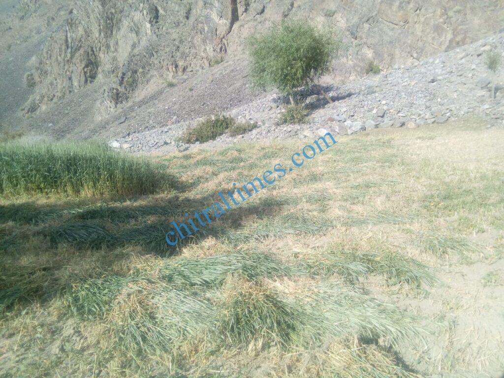 Chitral Times - The voice of Chitral | گوچ گال رامن لاسپور میں خشک سالی کی وجہ سے کھڑی فصلیں تباہ،باغات بھی سوکھنے کا اندیشہ chitraltimes gochgal raman laspur water shortage5