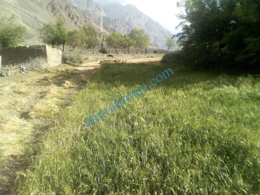 Chitral Times - The voice of Chitral | گوچ گال رامن لاسپور میں خشک سالی کی وجہ سے کھڑی فصلیں تباہ،باغات بھی سوکھنے کا اندیشہ chitraltimes gochgal raman laspur water shortage6