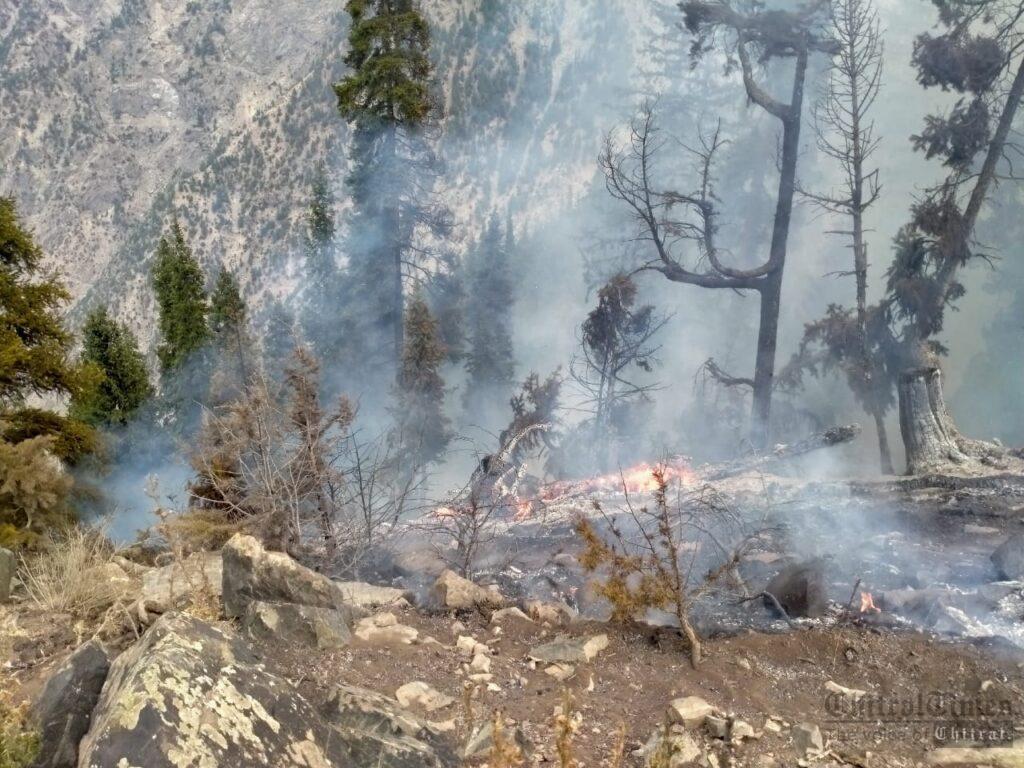 chitraltimes forest cought fire drosh chitral2