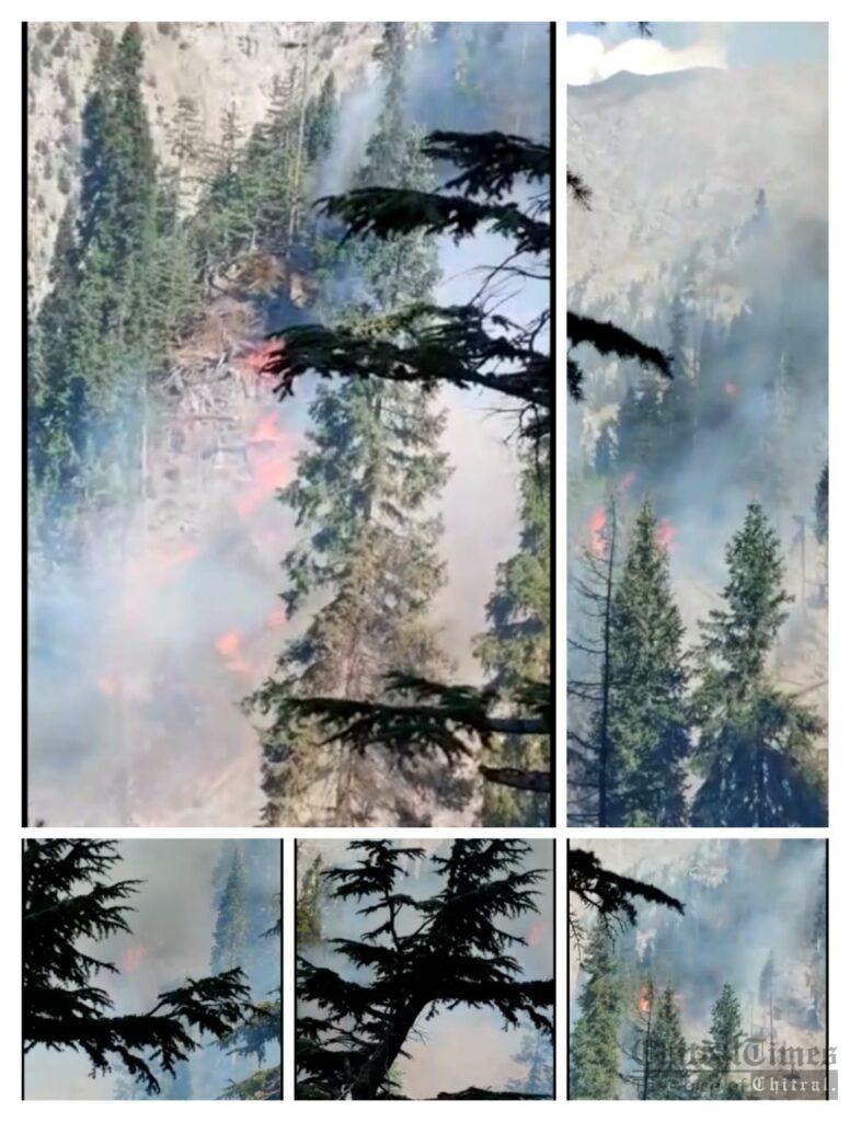 Chitral Times - The voice of Chitral | دروش گول جنگل میں لگی آگ بے قابو، قیمتی دیار کے درخت جل کرخاکستر، کروڑو ں کا نقصان chitraltimes forest fire drosh gole chitral
