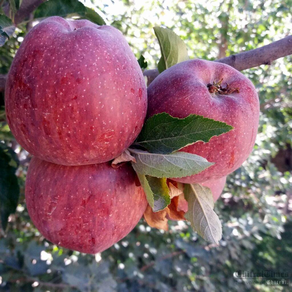 chitraltimes brep upper chitral mastuj apple 1