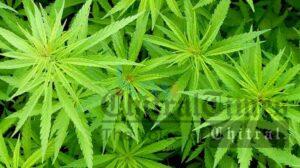 Bhang plant.chars