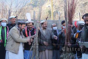 chitraltimes deputy commissioner lower chitral khuli kachehri kalash valley tree distribution