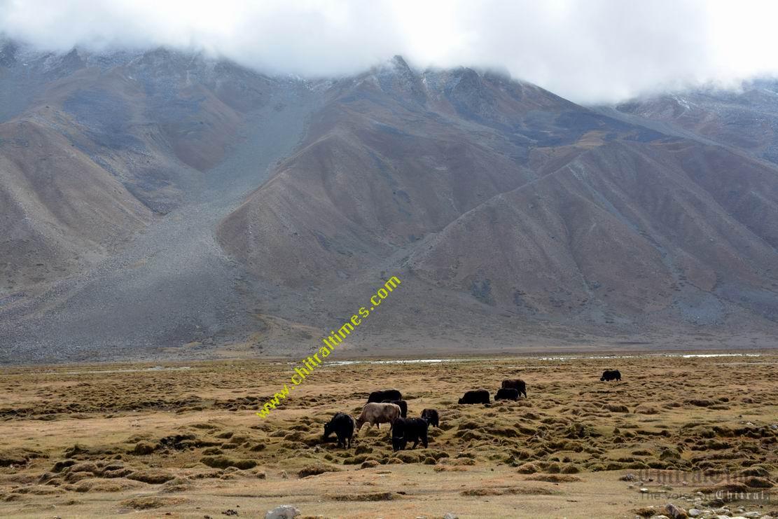 shandur langar yaks