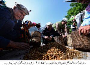 chitraltimes kalash festival chelum jusht concludes bikers attended the event chitral 11