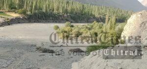 chitraltimes mastuj flood pasum nala washed away crops trees chinar