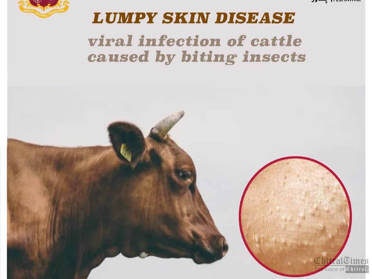 lumpy skin disease cow