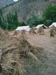 chitraltimes wheat crop destroyed by flood