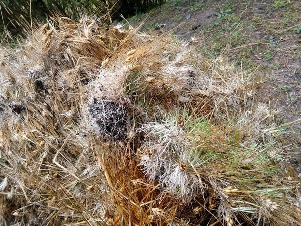 chitraltimes wheat crop destroyed by flood in upper chitral 2