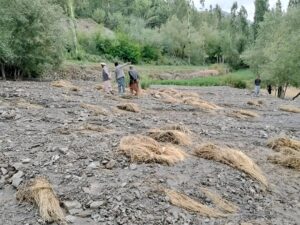chitraltimes wheat crop destroyed by flood in upper chitral 3